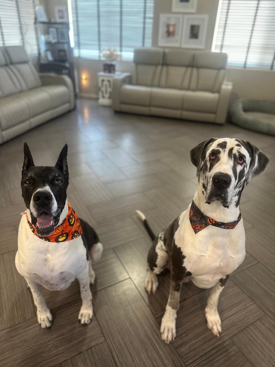 (from left to right) Freyja and Loki both Great Danes and basically run things at home lol!